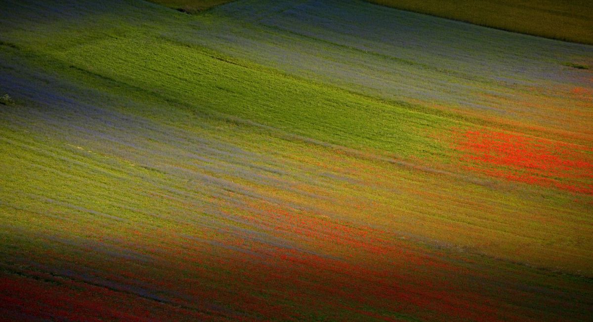Fioritura a Castelluccio